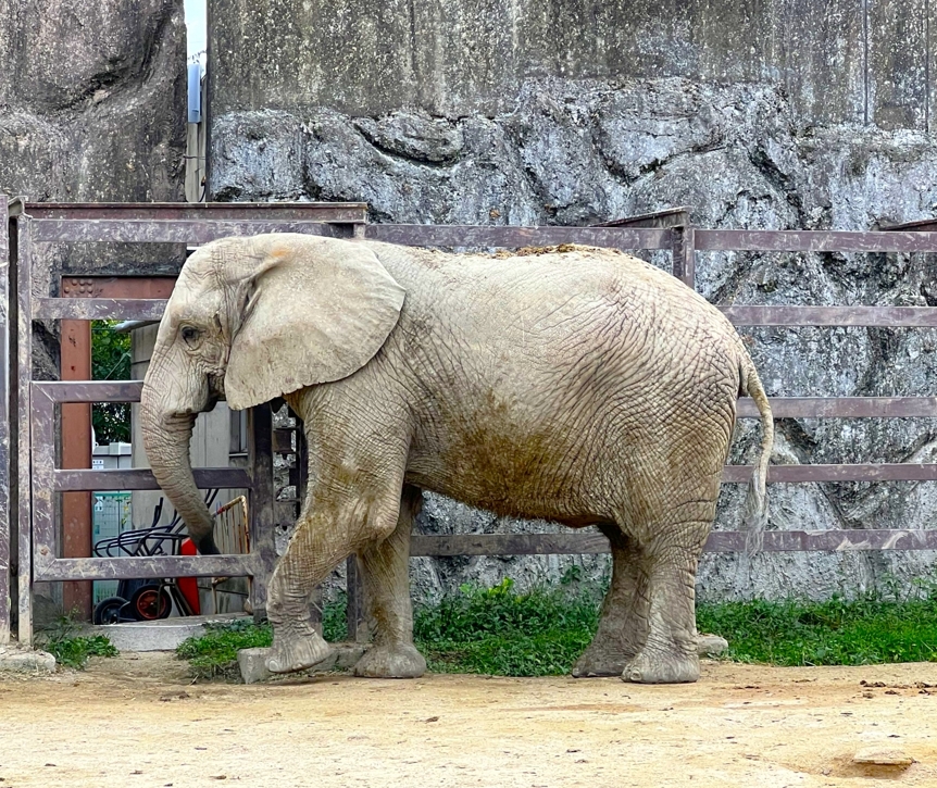 Elefantes no parque