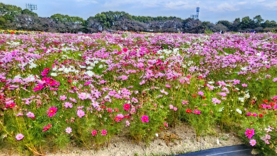 Nabana no Sato é um dos maiores parques temáticos de flores do Japão