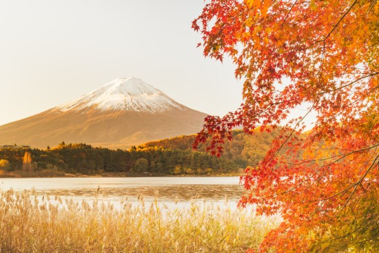 Desfrute da vista do Monte Fuji através das folhas vermelhas de momiji (árvore de bordo).