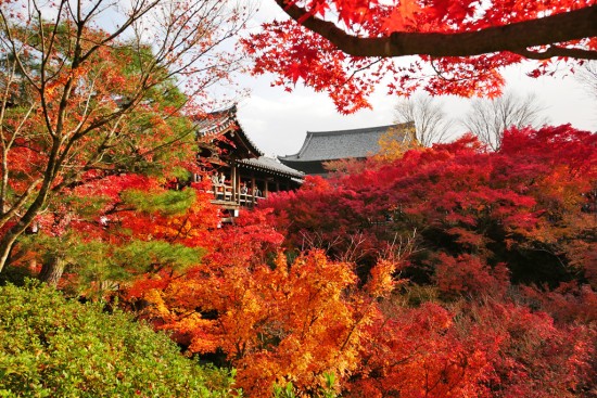 Templo Tofukuji é conhecido como um dos locais famosos para as folhas de outono em Quioto.